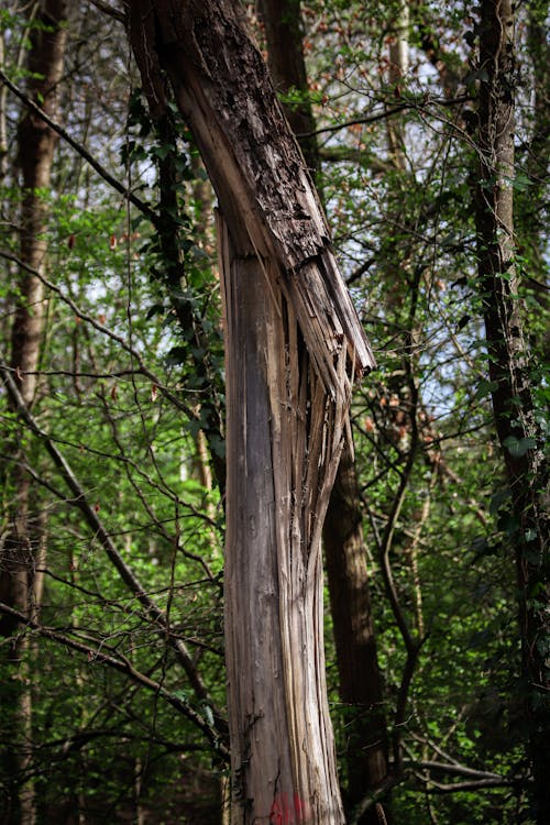 Kostenloses Stock Foto zu barbarisch, baum, baumstamm