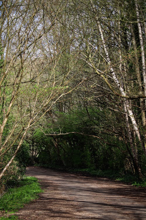 A dirt road with trees and grass in the background