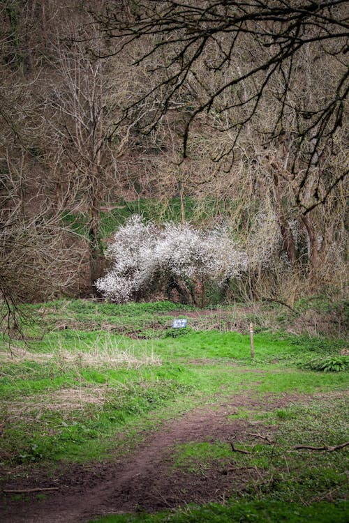 A dog is walking down a dirt path near a tree