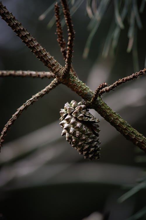 A pine cone is on a branch in the woods