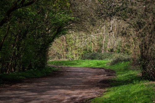 Free A peaceful forest path lined with vibrant green trees under daylight conditions. Stock Photo