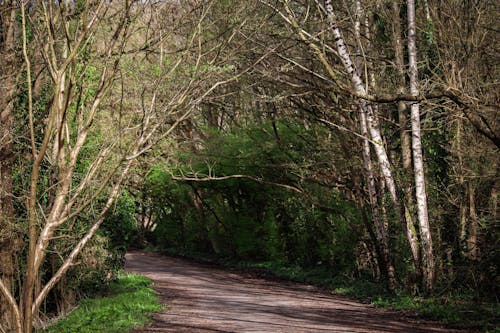 A dirt road with trees on both sides