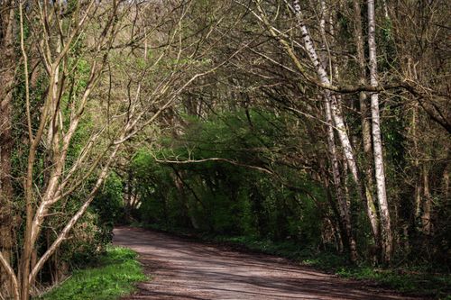 Free Tranquil forest path surrounded by lush spring foliage, inviting leisurely walks. Stock Photo
