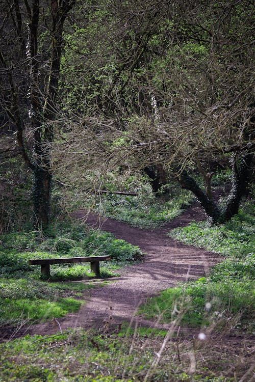 A bench is sitting in the middle of a dirt path