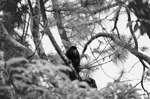 Black and white photo of monkey in tree