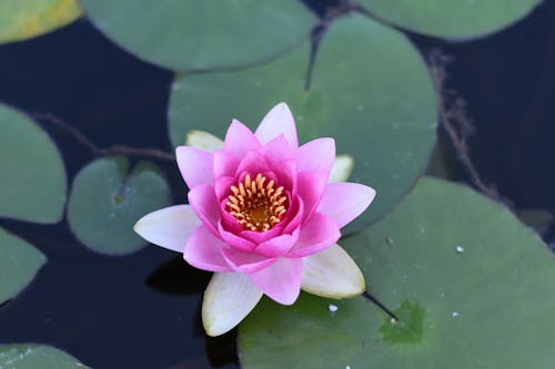 A pink water lily floating in a pond