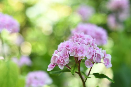 Gratis lagerfoto af blomster, eng, hortensia