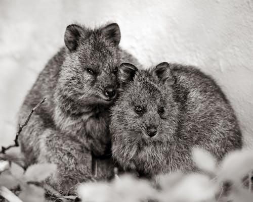 Two small animals sitting together in black and white