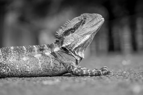 Imagine de stoc gratuită din alb-negru, animal, dragon de apă