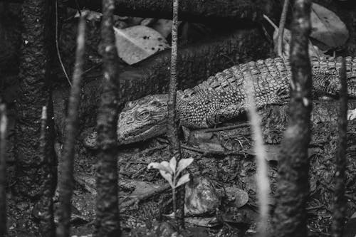 Foto d'estoc gratuïta de arbres, blanc i negre, caiman