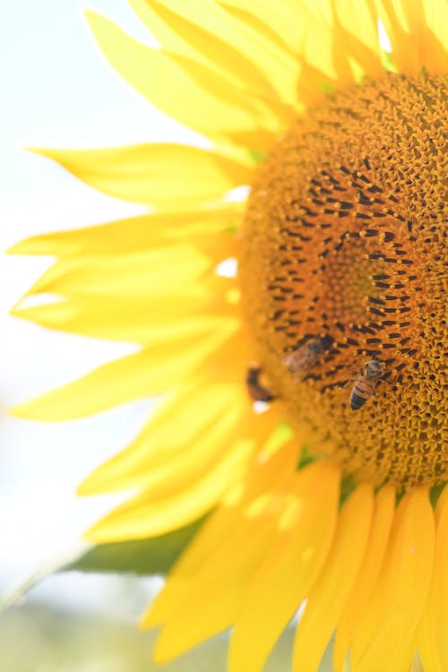 arılar, ayçiçeği, bitki içeren Ücretsiz stok fotoğraf