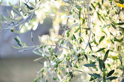Darmowe zdjęcie z galerii z dojrzewanie, drzewo, drzewo oliwne