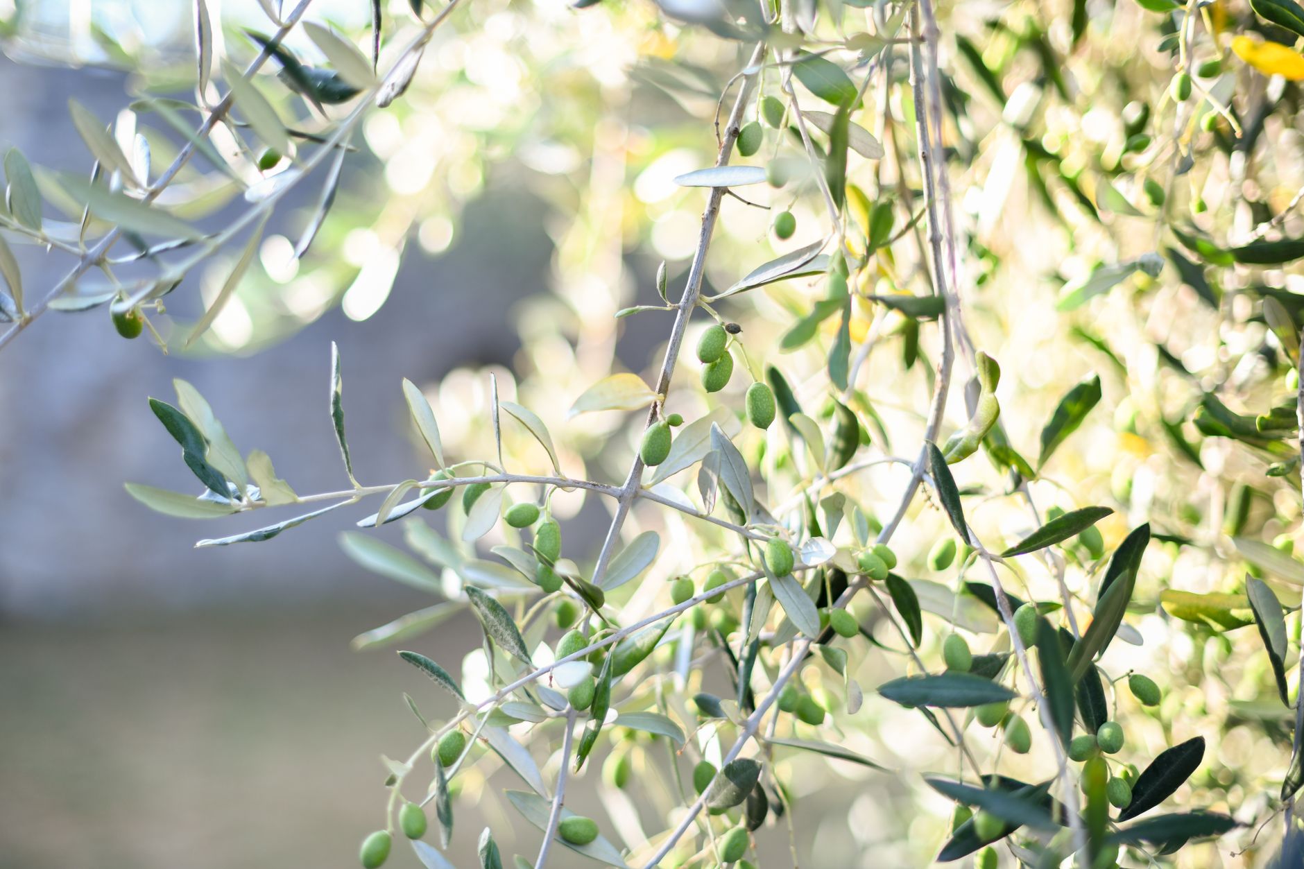 The Health Benefits of High-Quality Olive Oil