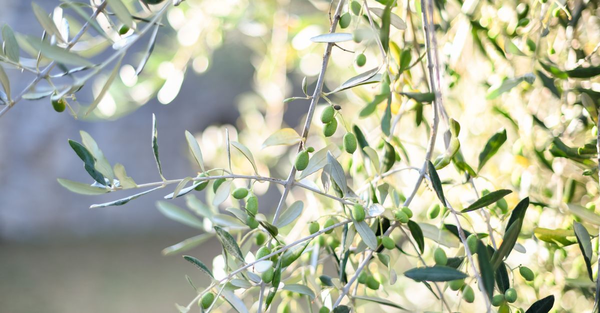 Vibrant green olives and leaves basking in natural sunlight, showcasing nature's beauty. - Evidence evidence guide for olive polyphenols metabolic health randomized trial