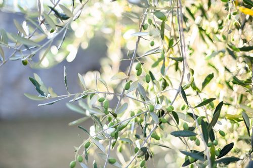 Free Vibrant green olives and leaves basking in natural sunlight, showcasing nature's beauty. Stock Photo