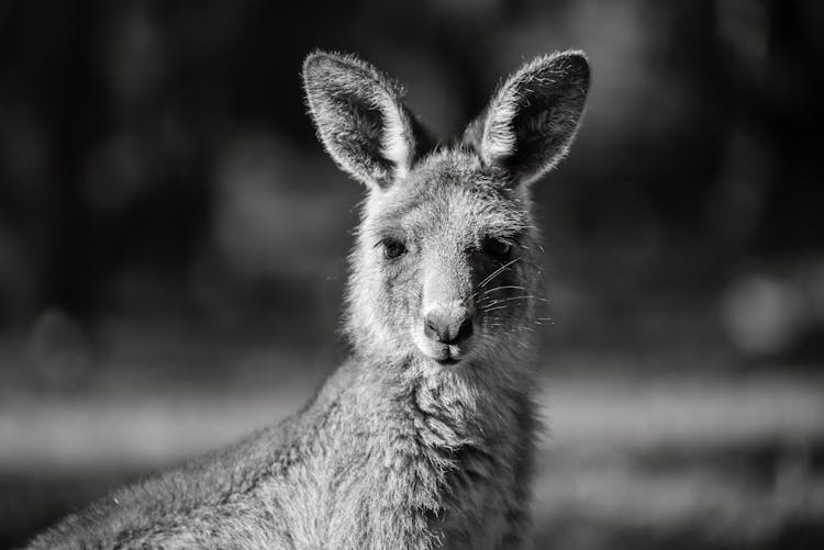 Portrait Of Kangaroo In Black And White