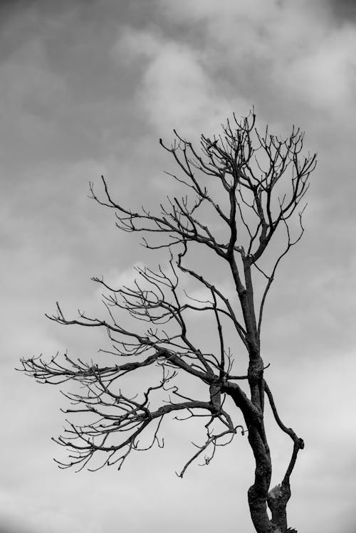 Free A black and white photo of a dead tree Stock Photo