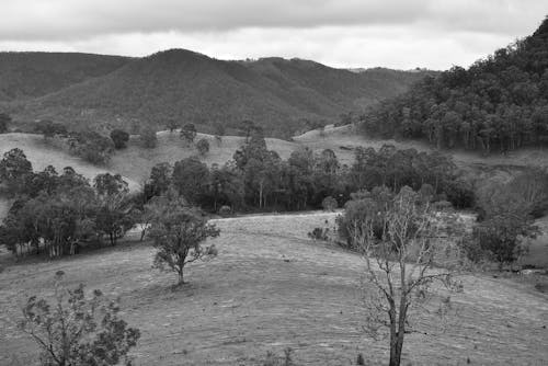 Black and white photo of a valley with trees