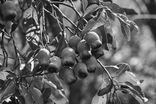 ağaç, çalı meyveleri, egzotik içeren Ücretsiz stok fotoğraf