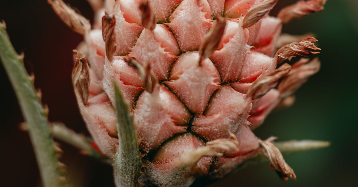 Piña pequeña · Free Stock Photo
