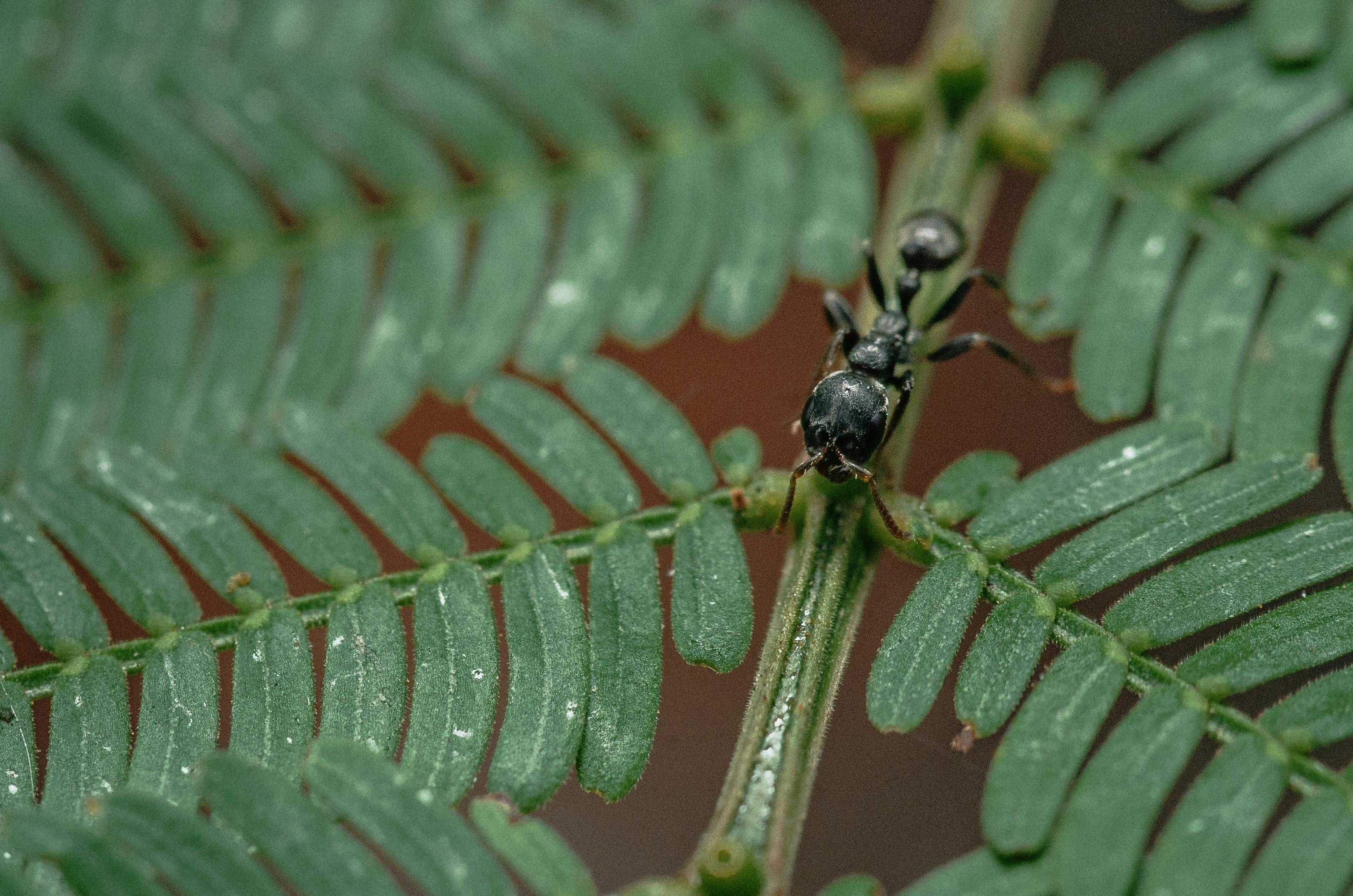 A small black ant is sitting on a green leaf