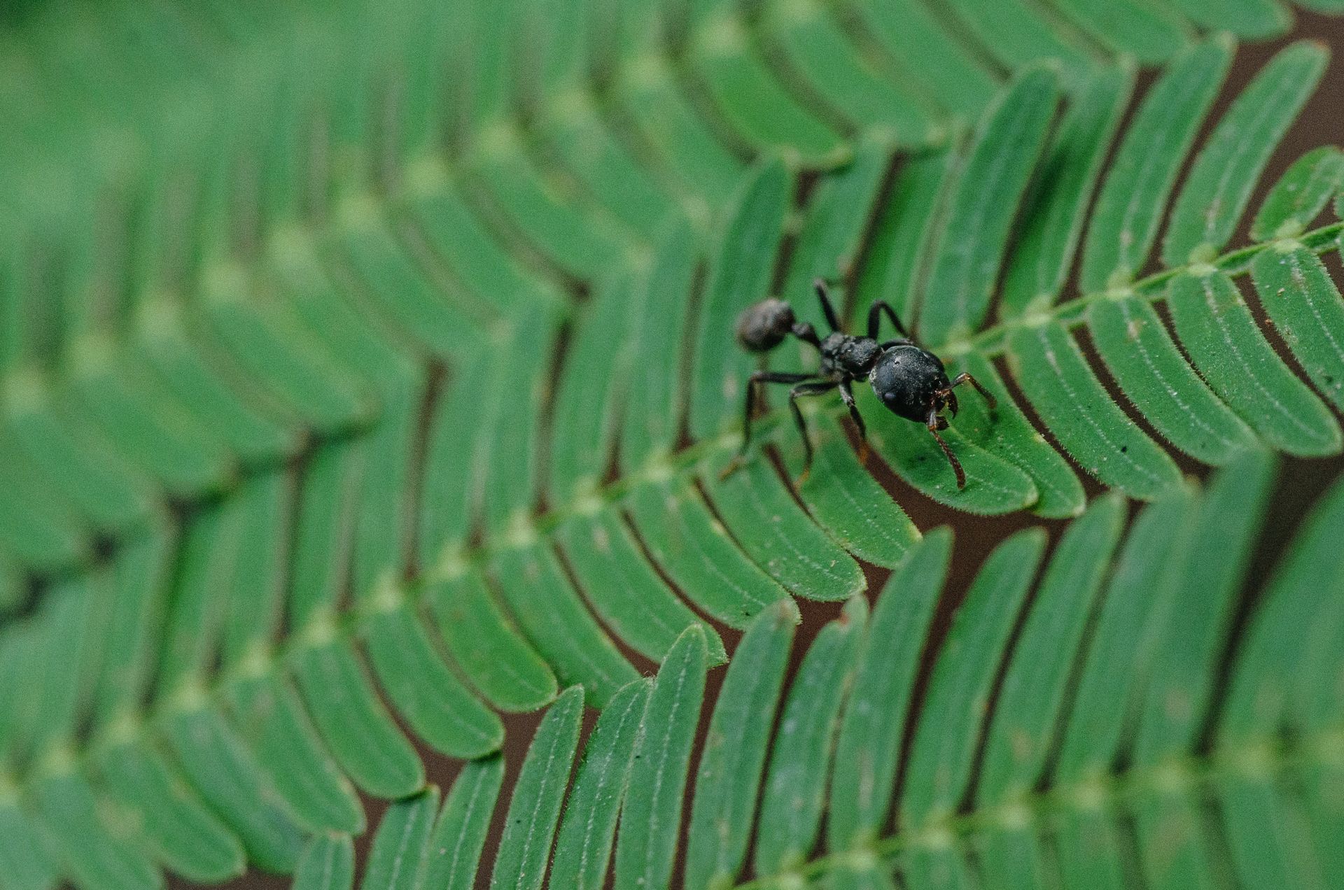 Hormiga en planta