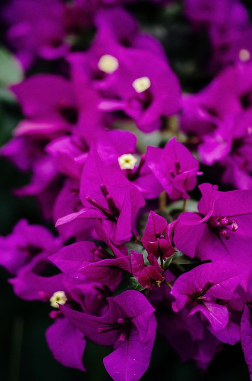 Free A detailed view of vivid purple Bougainvillea flowers showcasing their delicate petals and vibrant colors. Stock Photo