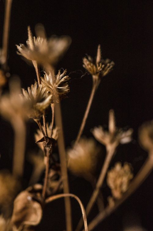 Free Macro shot of dried flowers with a dark background, capturing delicate textures and subtle details. Stock Photo