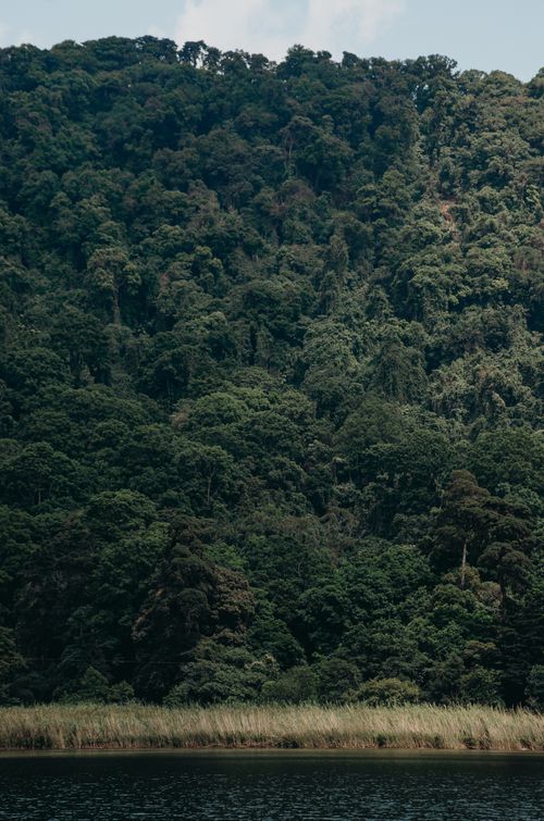 Free A serene view of a dense green forest overlooking a calm lakeside, captured during the day. Stock Photo