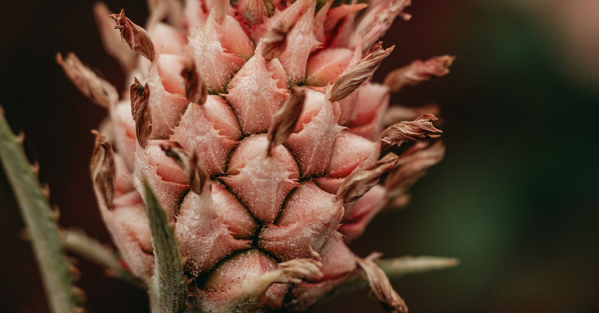 Piña bebe · Free Stock Photo