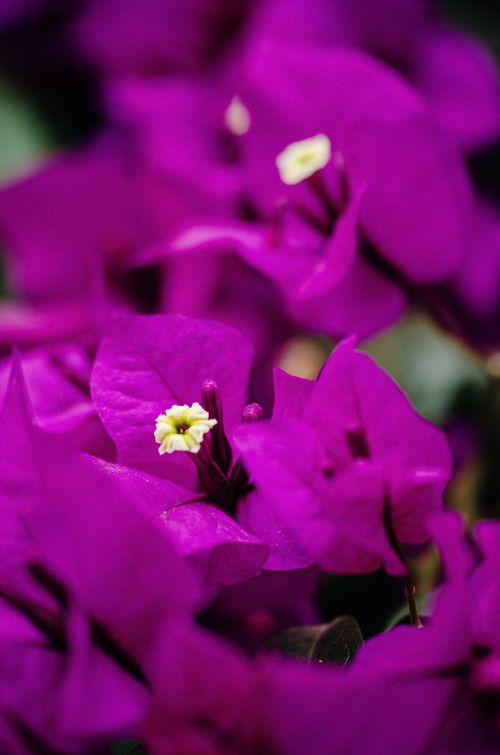 Free A vivid macro shot of purple Bougainvillea flowers with focused central bloom, creating a captivating nature scene. Stock Photo