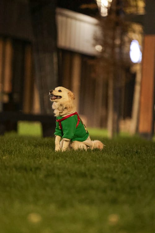 A dog wearing a christmas sweater is sitting on the grass