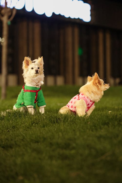 Two small dogs wearing green shirts and sweaters