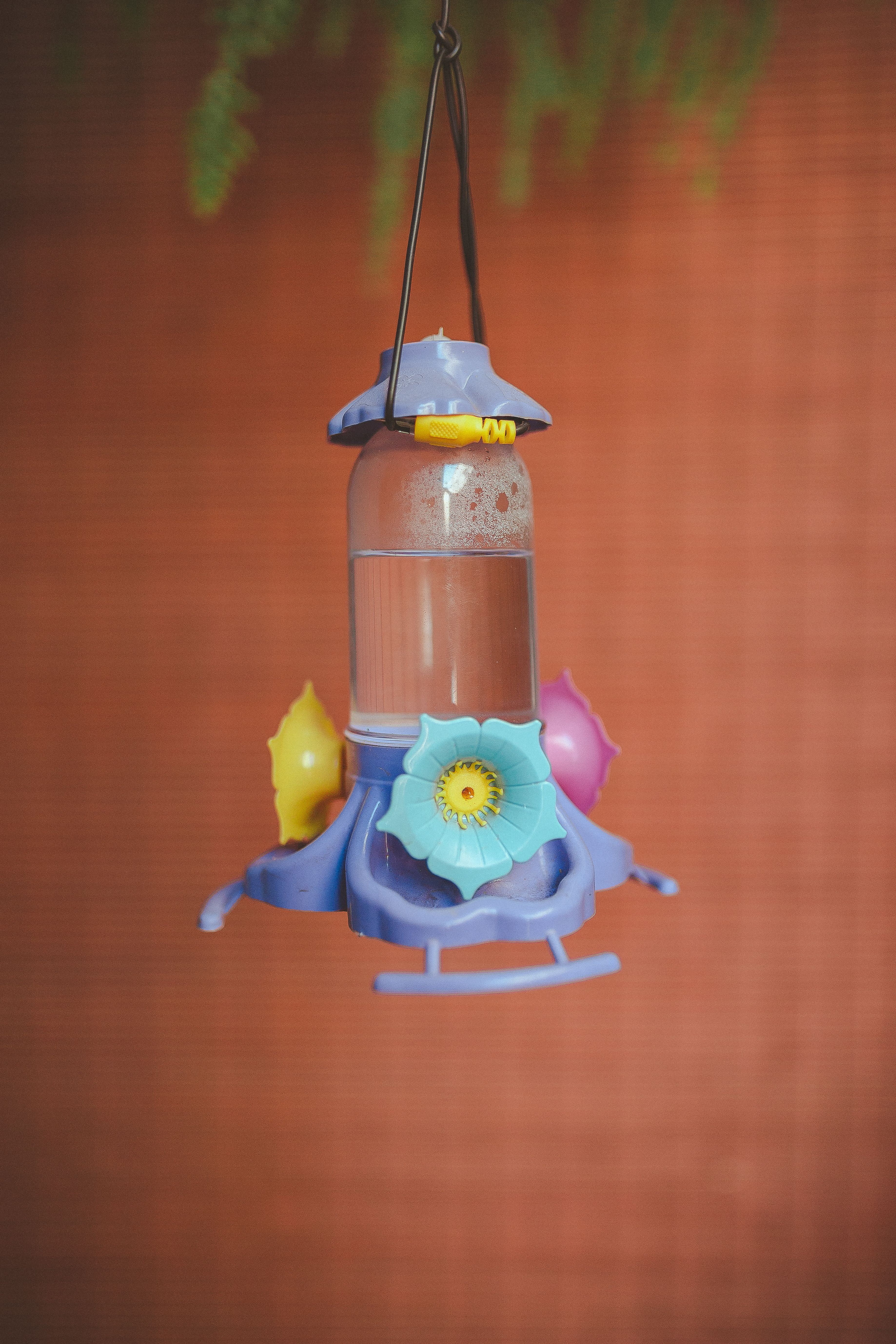 Hanging Bird Water Feeder Free Stock Photo