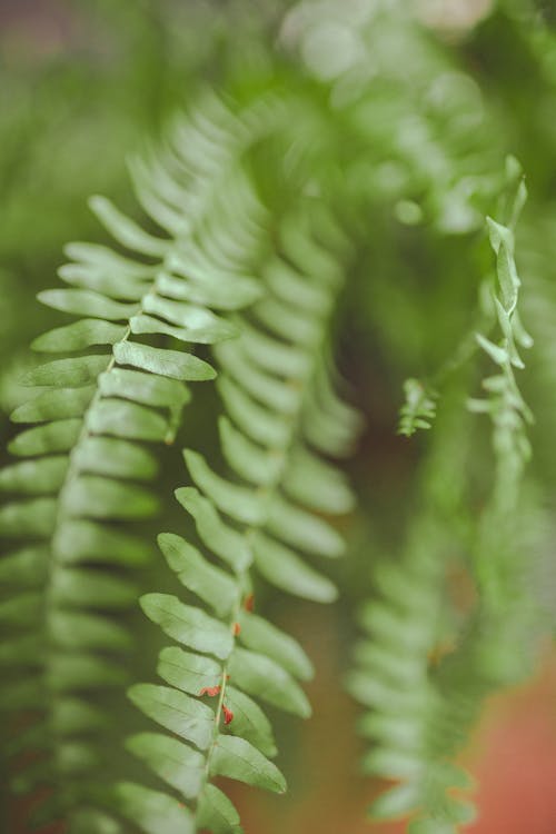 Close-Up Photo of Fern Plant