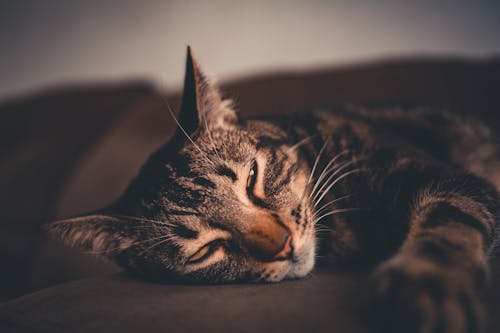 Grey Tabby Cat on Brown Surface