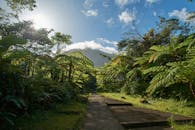 瓜德罗普岛茂密的树叶间，阳光明媚，映衬着宁静的热带景观