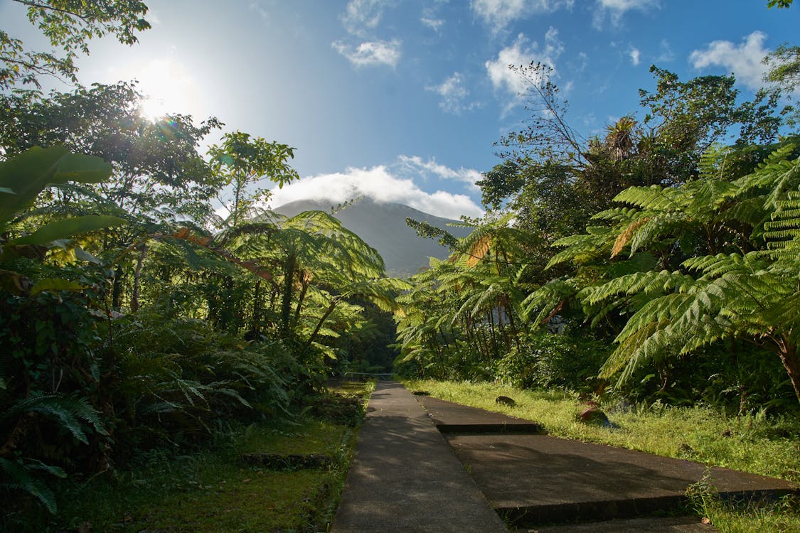 Camino Pavimentado Entre árboles Y Plantas Bajo Un Cielo Azul