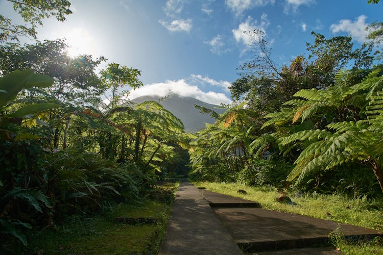 Paved Pathway Between Trees And Plants Under Blue Sky