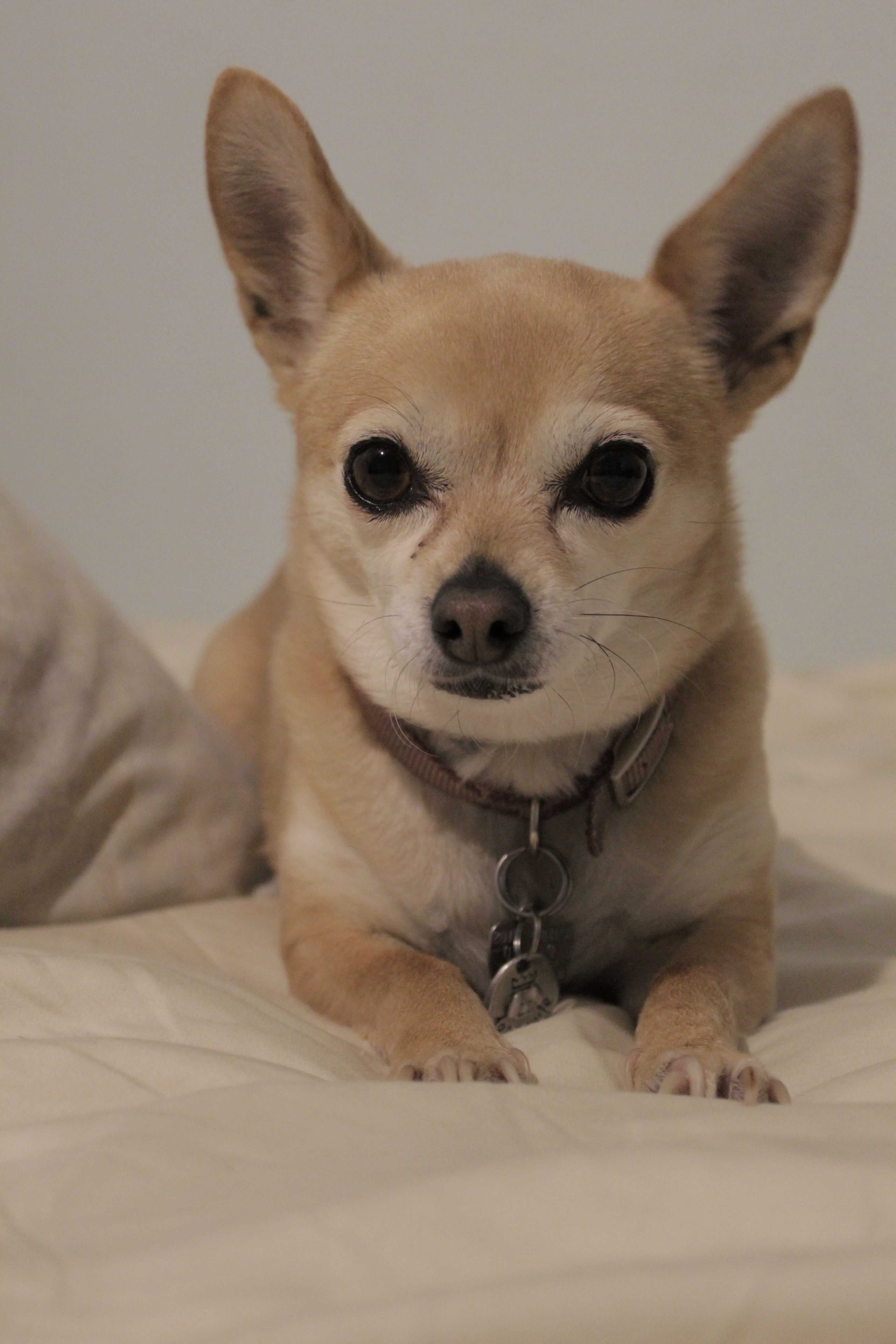 Foto Stok Gratis Tentang Anjing Bayi Anjing Chihuahua