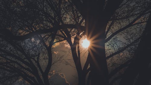 Tree During Sunset