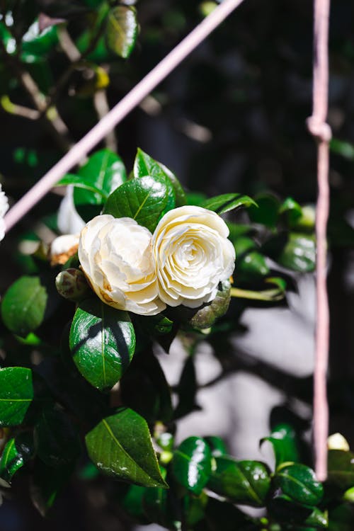 Foto stok gratis alam, bunga-bunga, Daun-daun