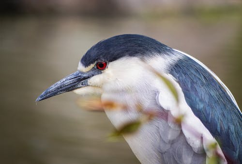 Foto profissional grátis de ave, bico, cabeça