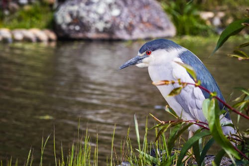 Gratis stockfoto met dierenfotografie, natuur, natuurfotografie