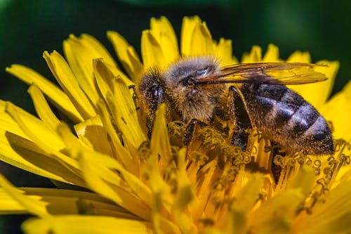 Darmowe zdjęcie z galerii z fotografia przyrodnicza, fotografia zwierzęcia, kwiat