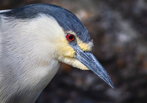 側面圖, 動物, 動物園 的 免费素材图片