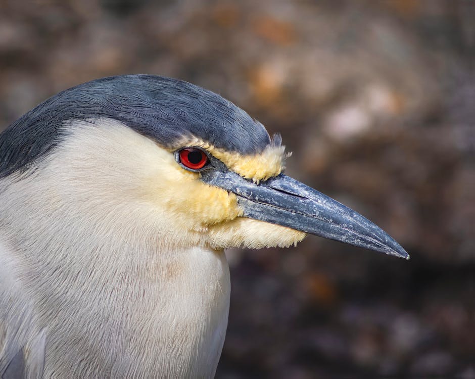 Gratis arkivbilde med dyrefotografering, dyreverdenfotografier, fugl