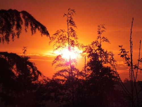 Ingyenes stockfotó naplemente, pálmafa témában