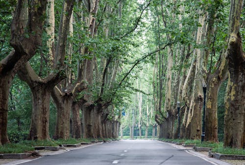 Бесплатное стоковое фото с nanjing, ветвь, дерево