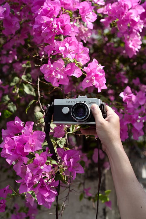 A person taking a photo of flowers with a camera